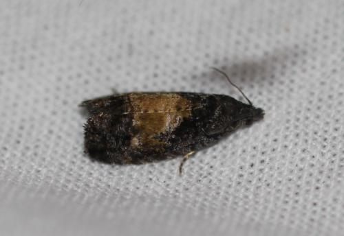 Réf. 325 840 : Endothenia nigricostana
